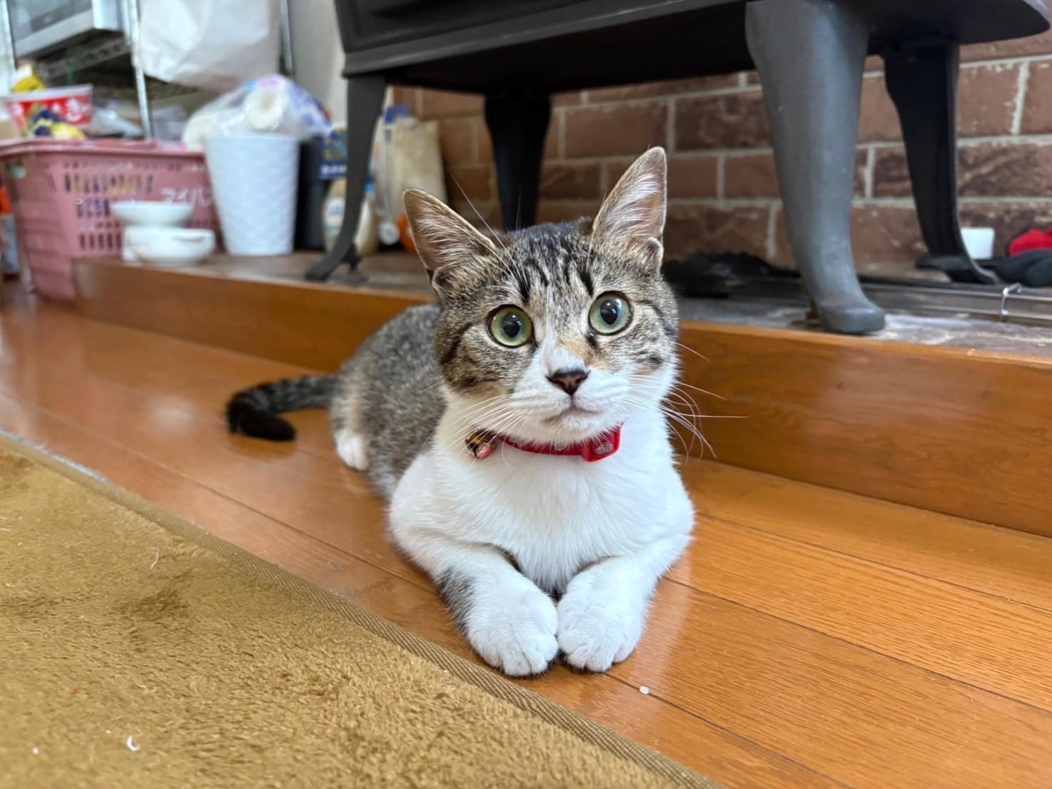 ココちゃん