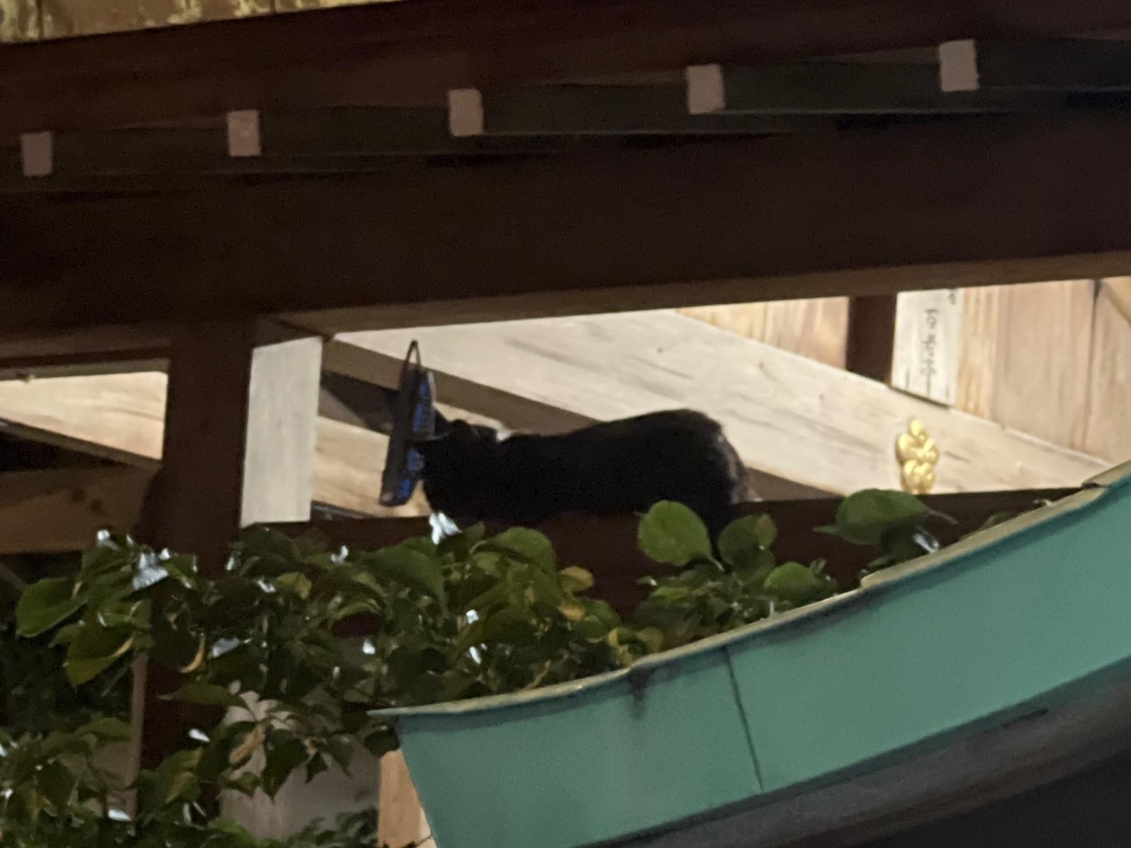 目撃された猫 目撃された猫