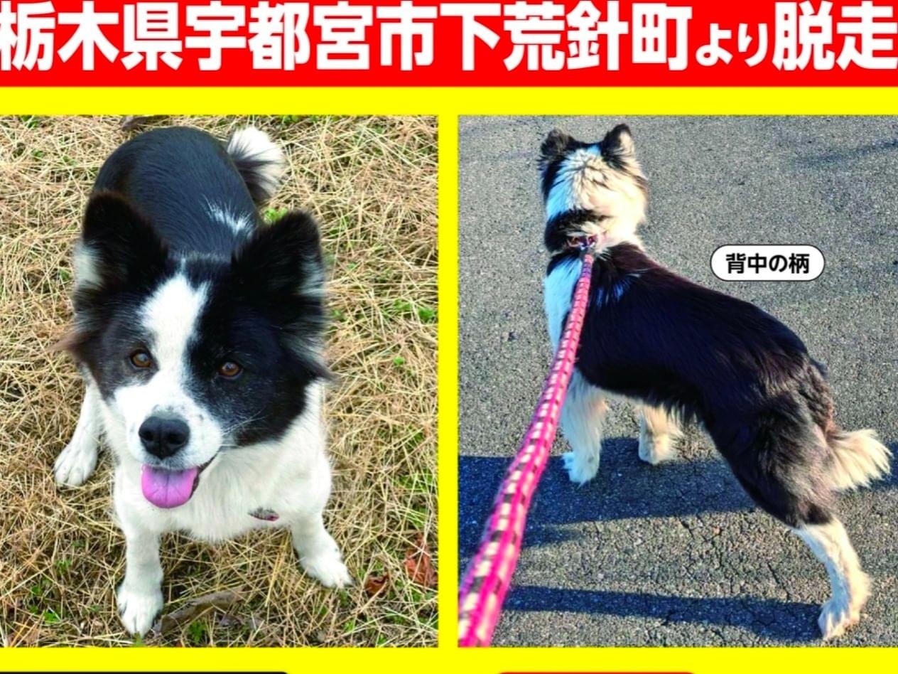 もこちゃん もこちゃん