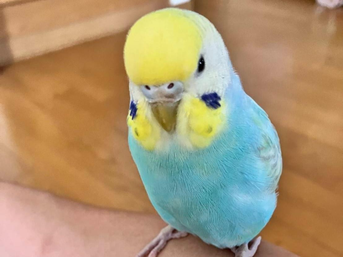保護された鳥