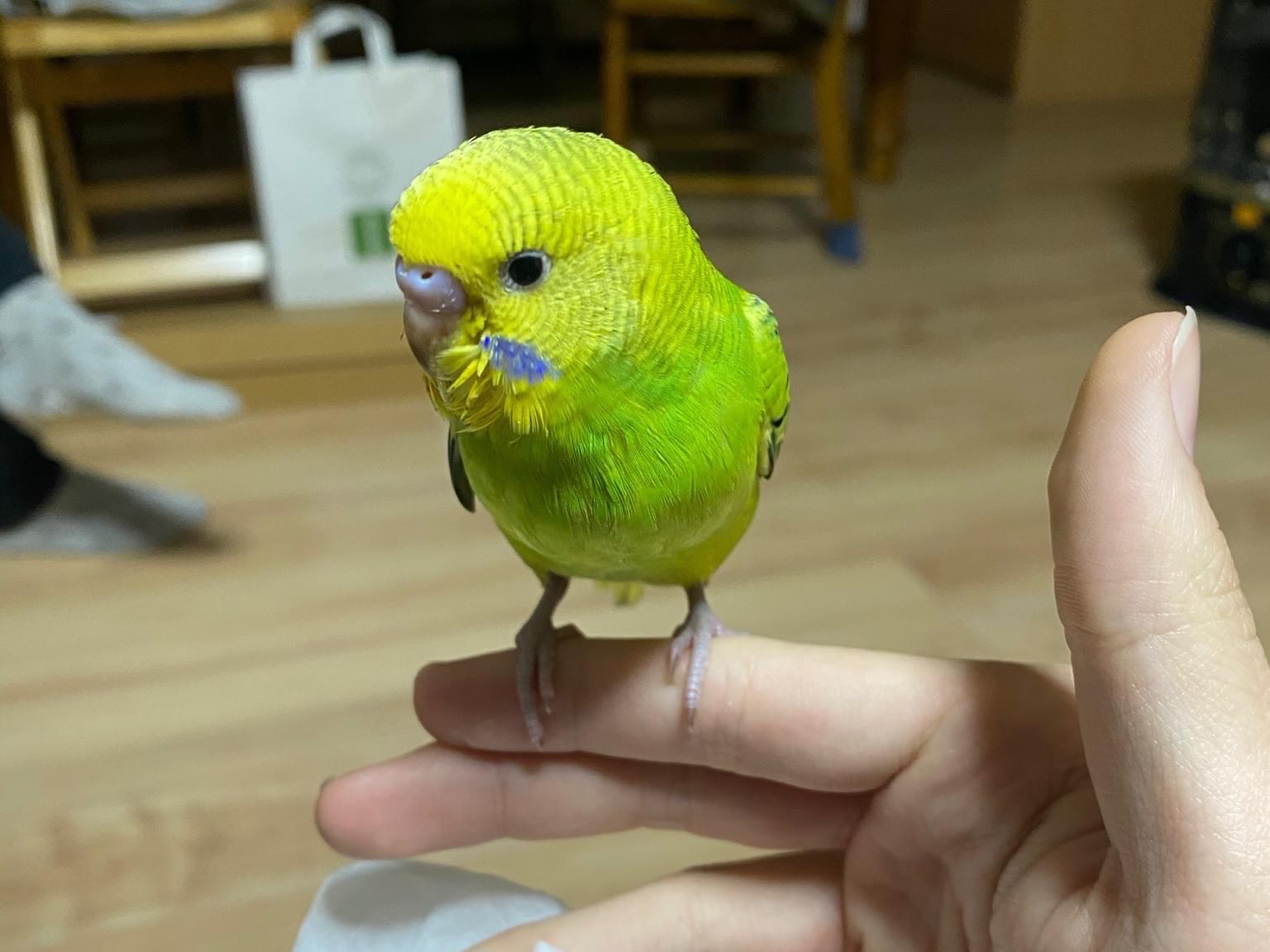 フクちゃん フクちゃん