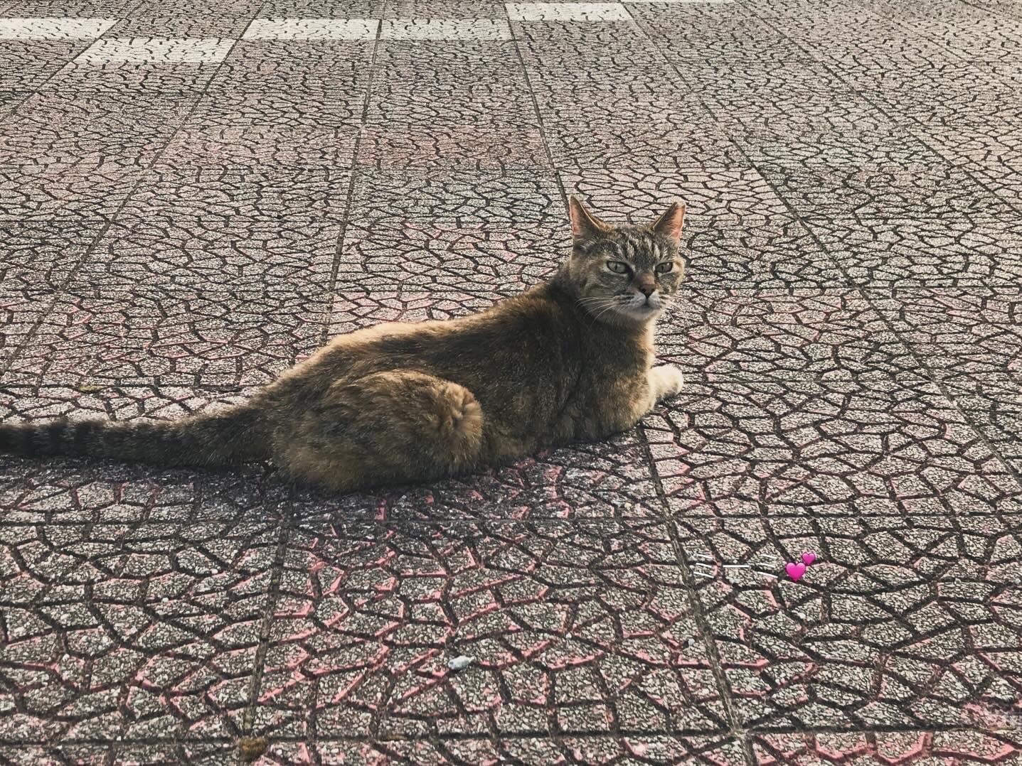 ミーミちゃん