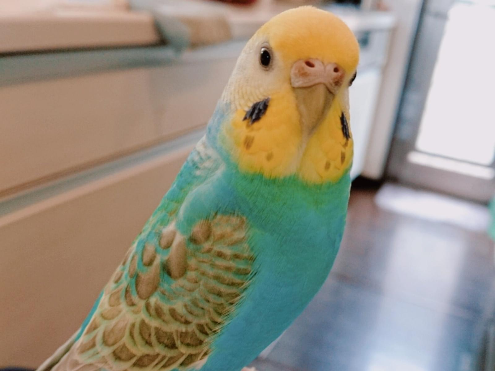 ふうちゃん ふうちゃん