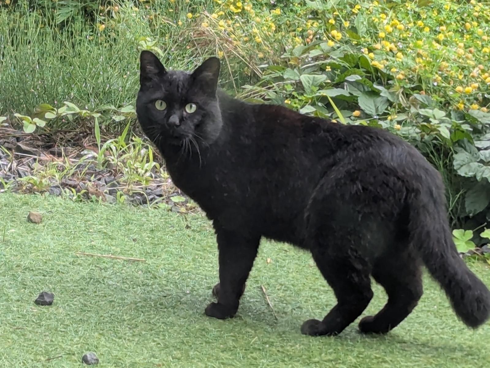 目撃された猫