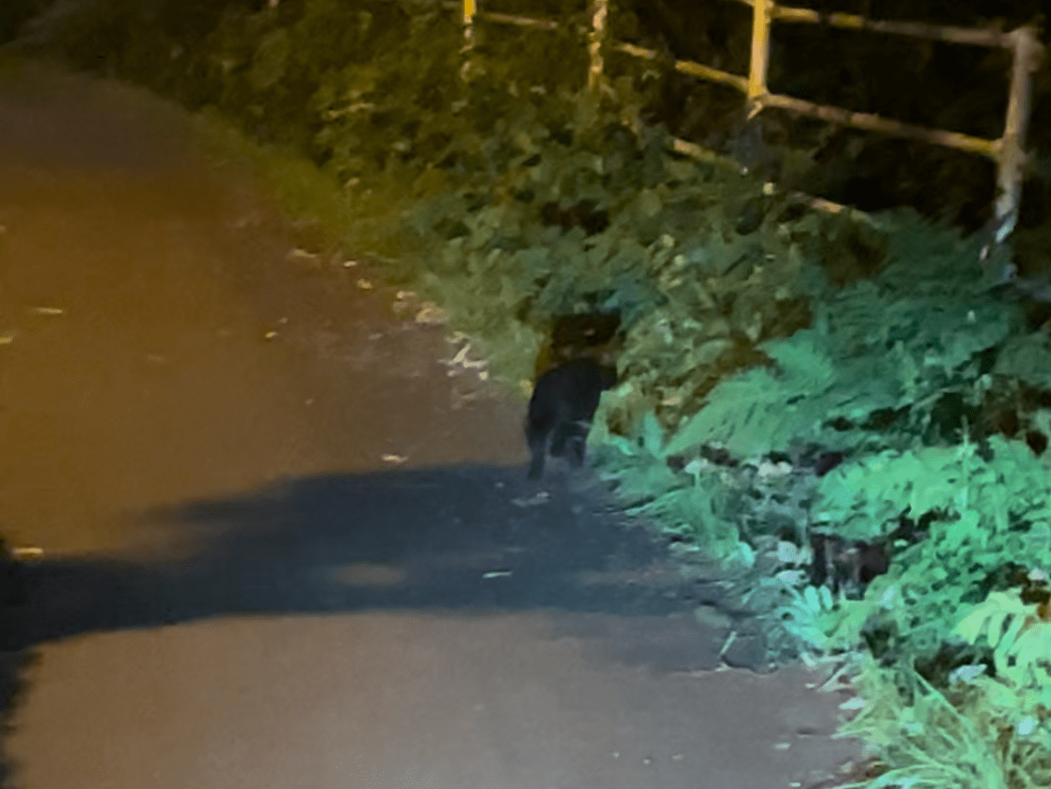 目撃された猫 目撃された猫
