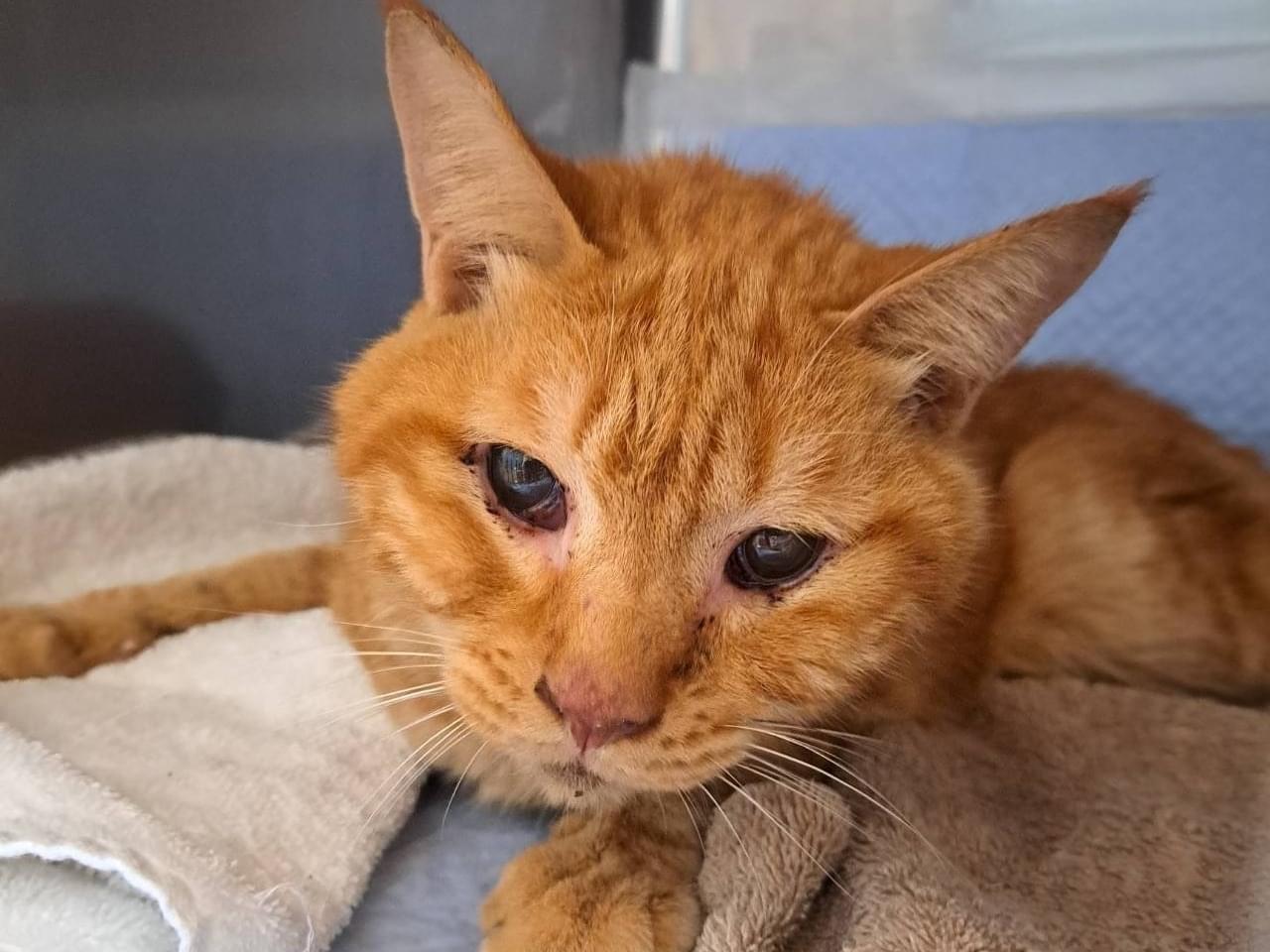 保護された猫 保護された猫