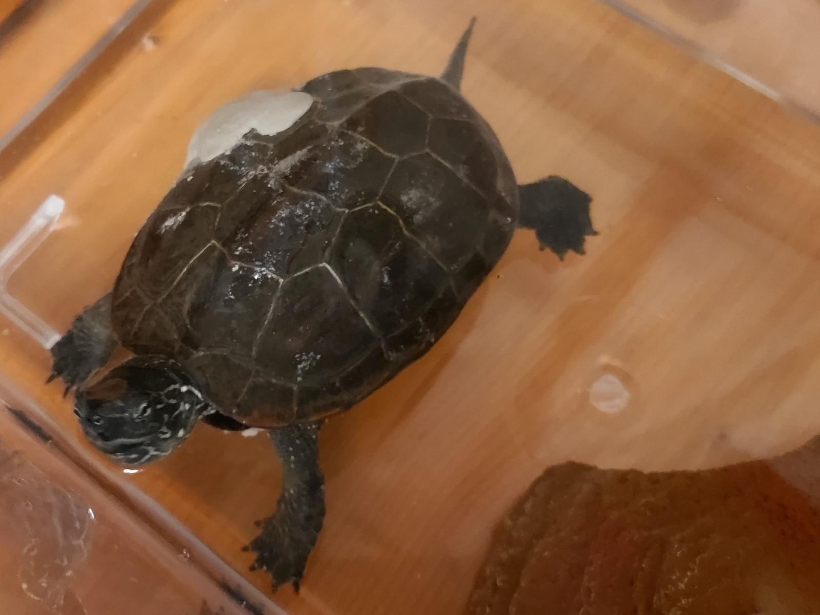 保護されたペット 保護されたペット