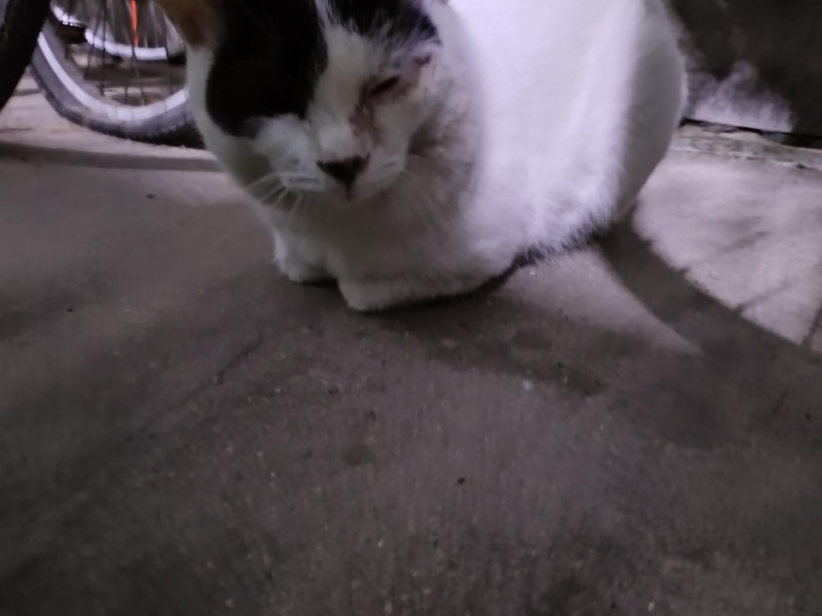 目撃された猫 目撃された猫