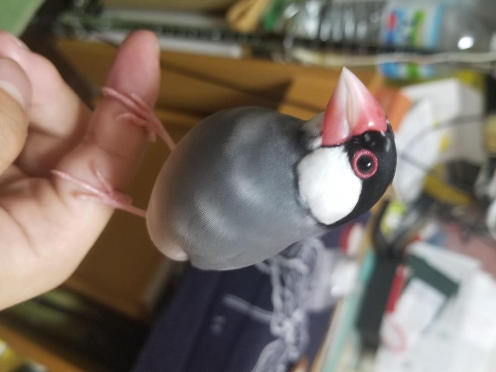 ポンちゃん ポンちゃん