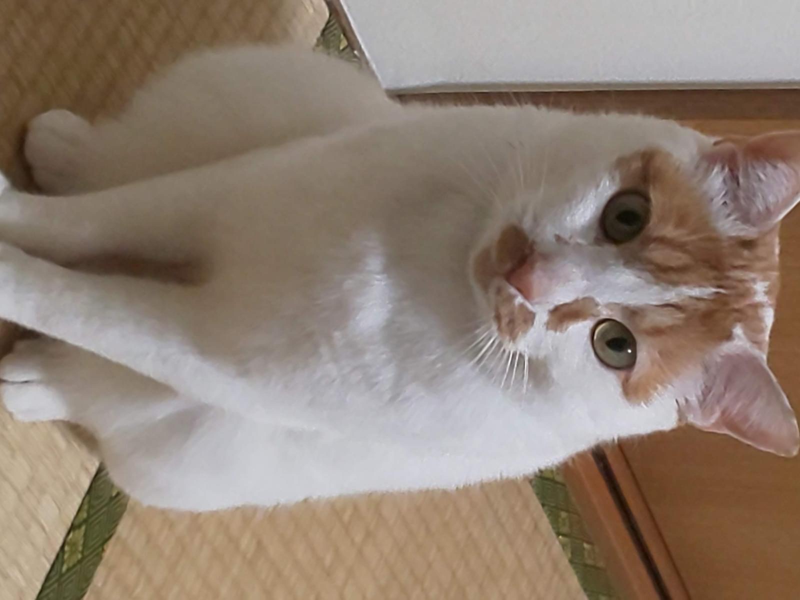ちゃちゃまるちゃん ちゃちゃまるちゃん
