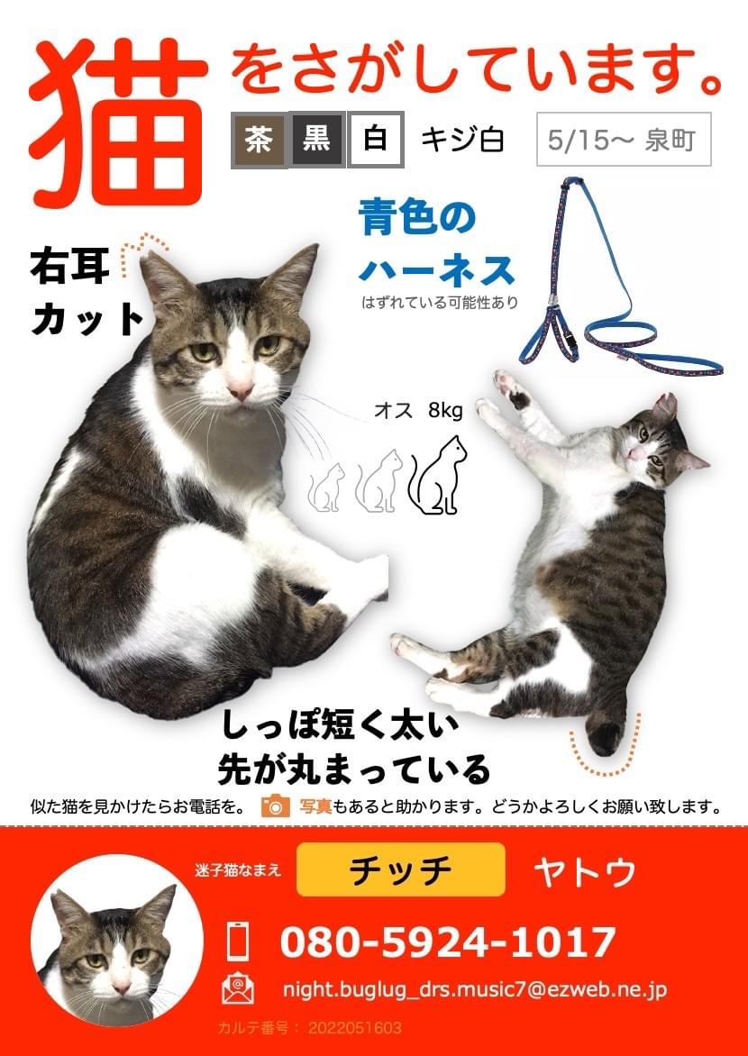 右耳に桜カット 尻尾が短く太めで先が丸まってる猫を探してます