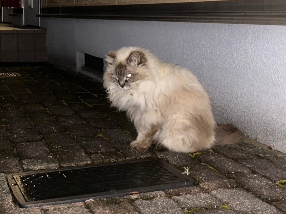 目撃された猫