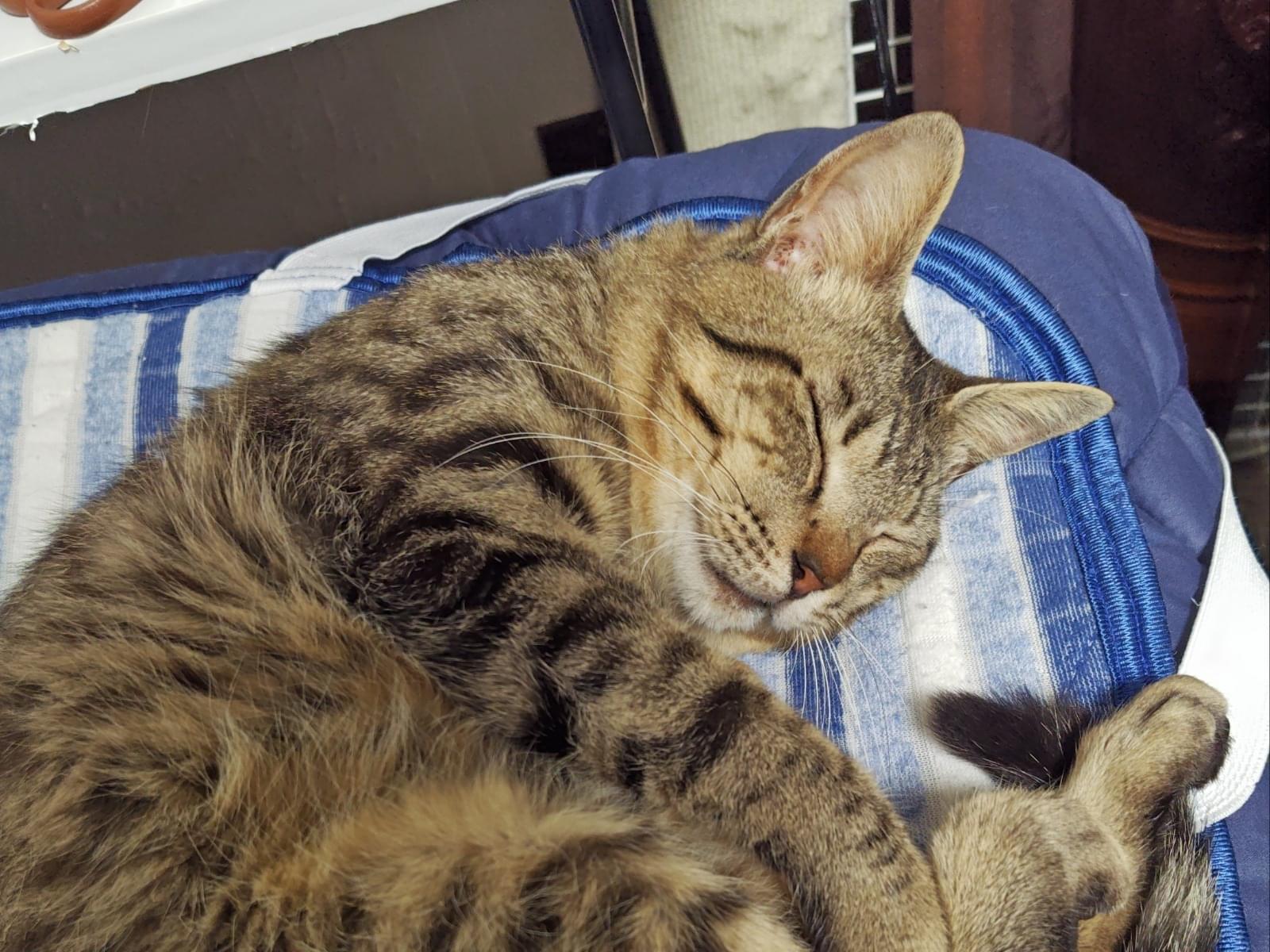 保護された猫 保護された猫