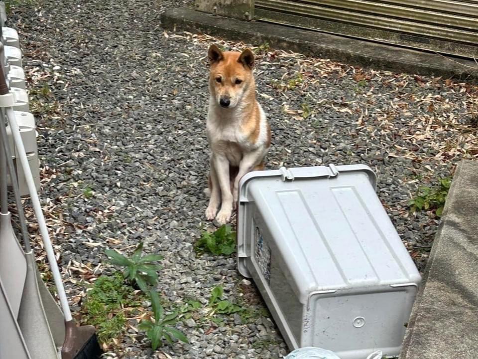 保護された犬 保護された犬