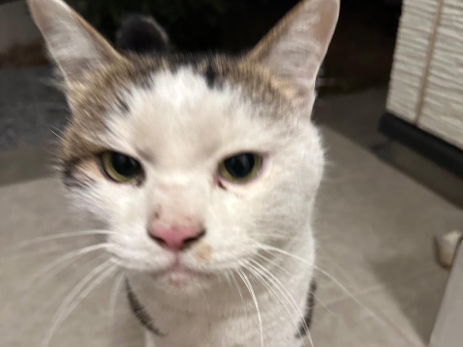 目撃された猫 目撃された猫