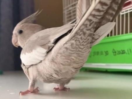 こいろちゃん こいろちゃん