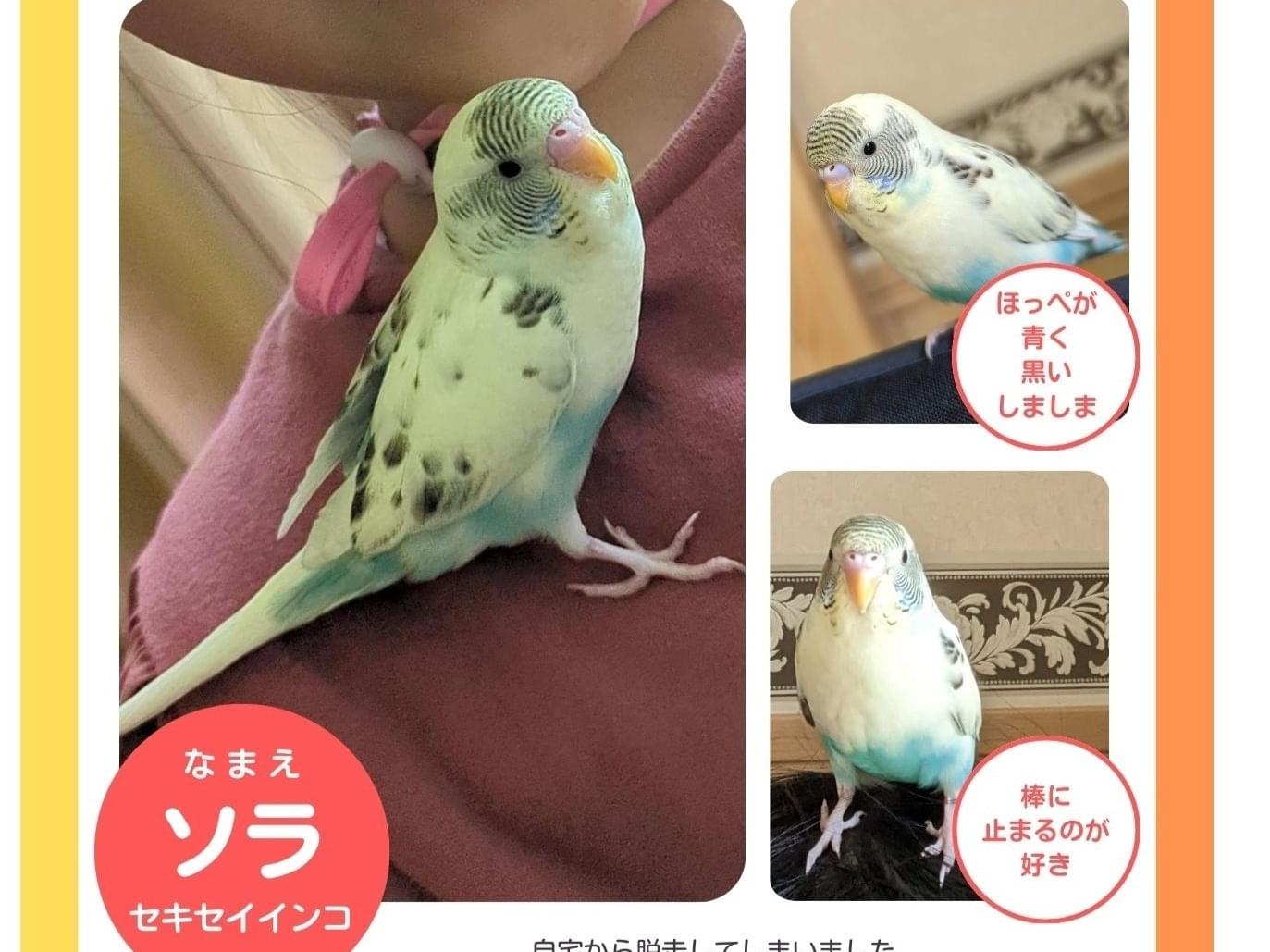 ソラちゃん ソラちゃん