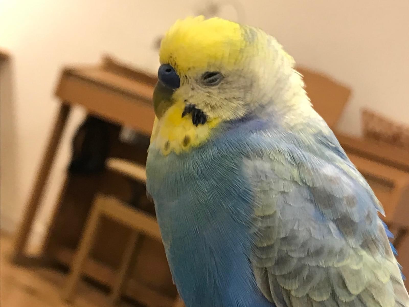 ルルちゃん ルルちゃん