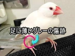 ぴなちゃん ぴなちゃん