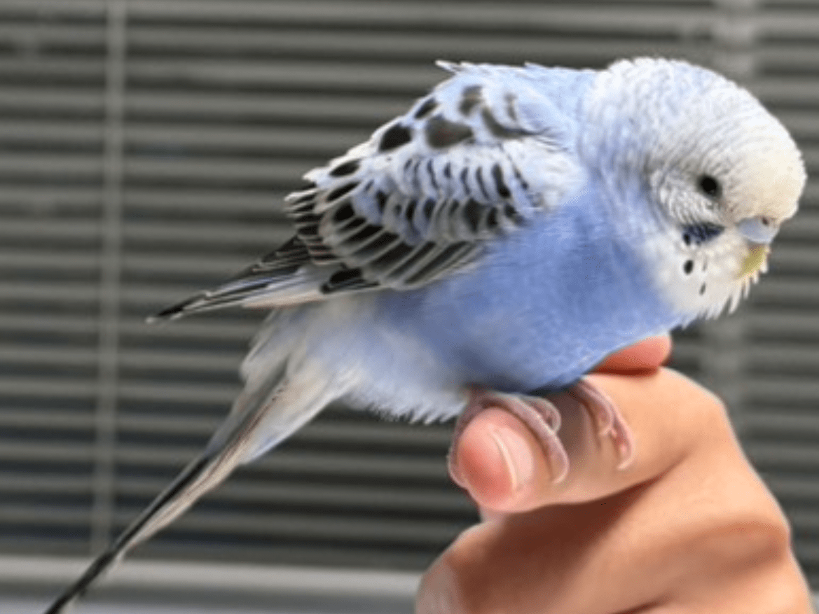 保護された鳥