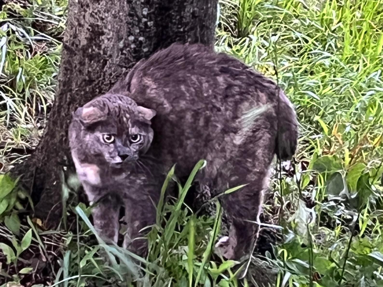 目撃された猫 目撃された猫