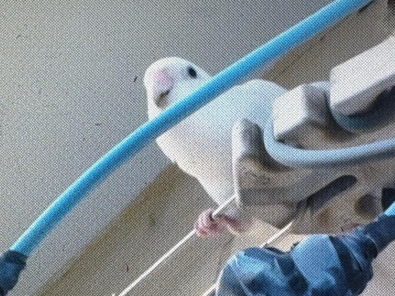 目撃された鳥 目撃された鳥
