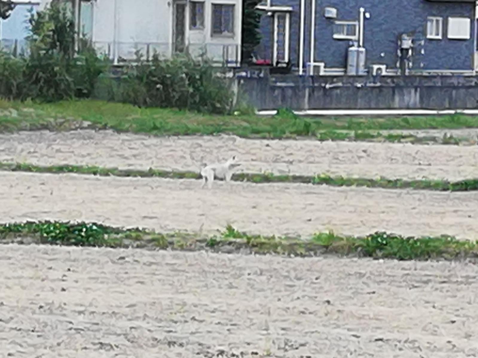 目撃された犬 目撃された犬