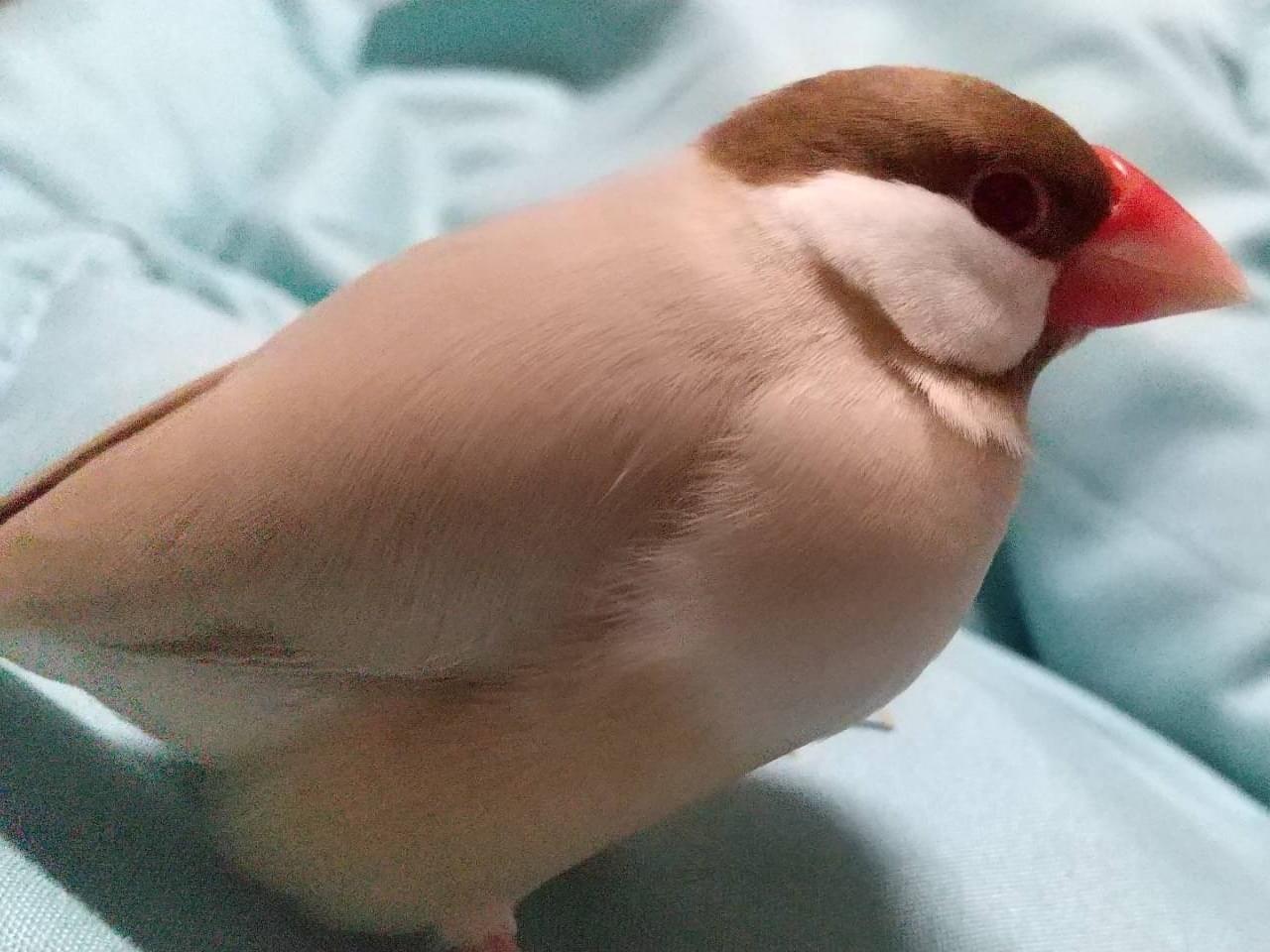 モモちゃん モモちゃん
