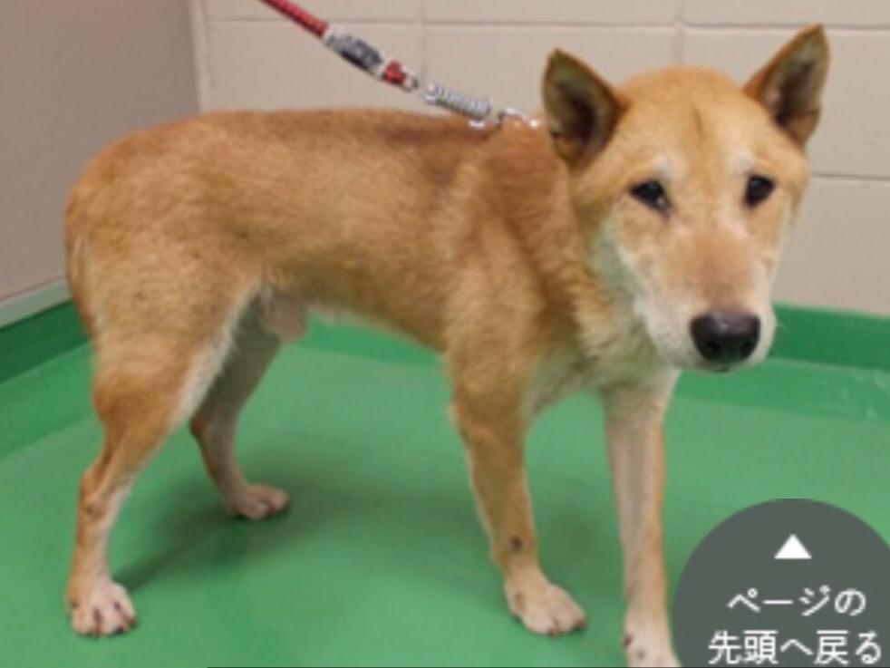 保護された犬 保護された犬