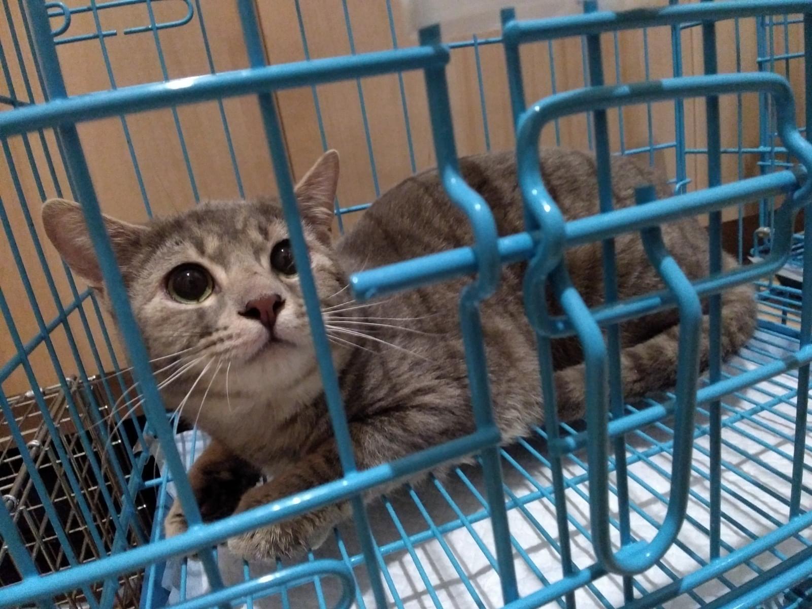 こだまちゃん こだまちゃん