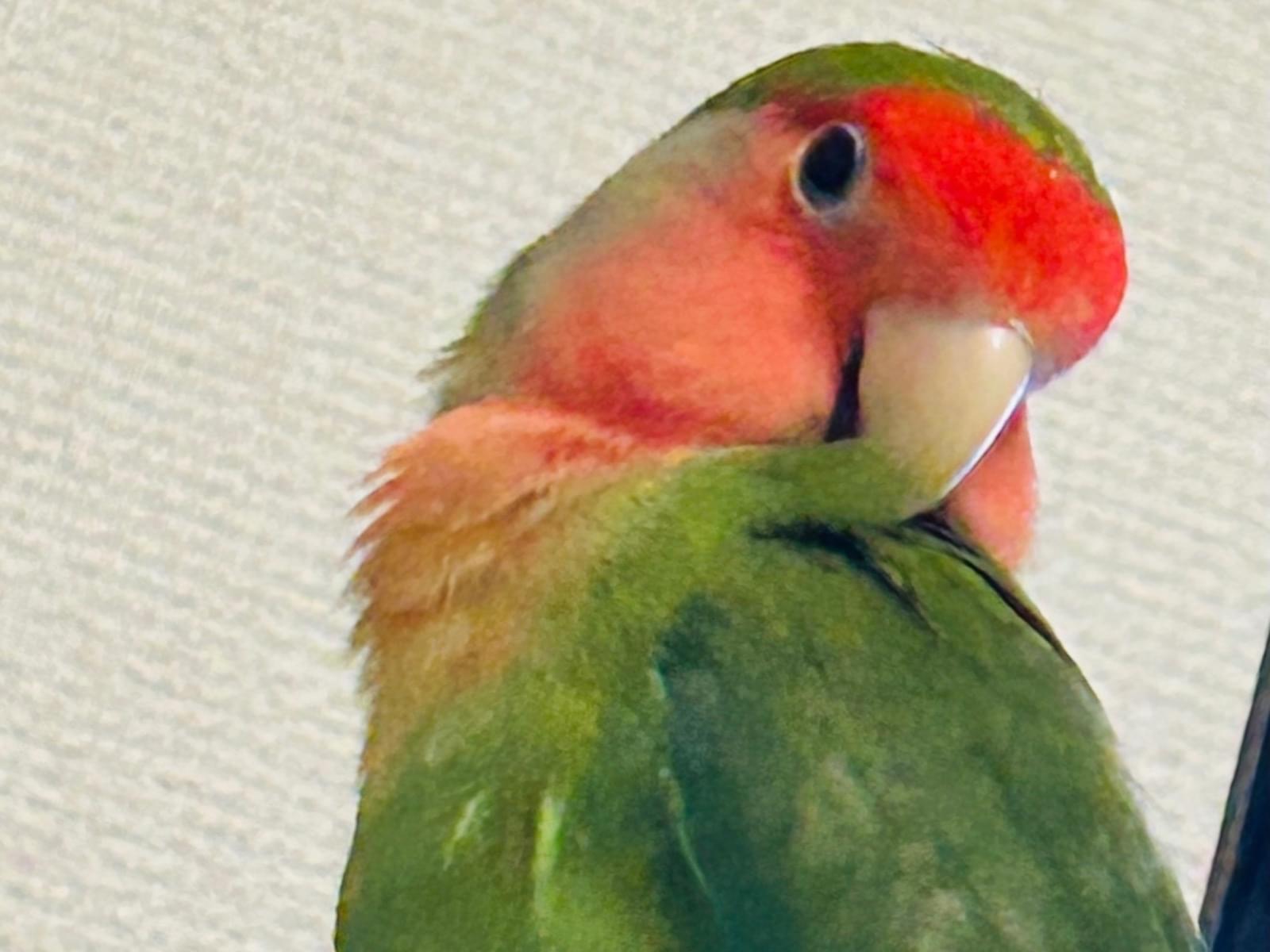 よもぎちゃん