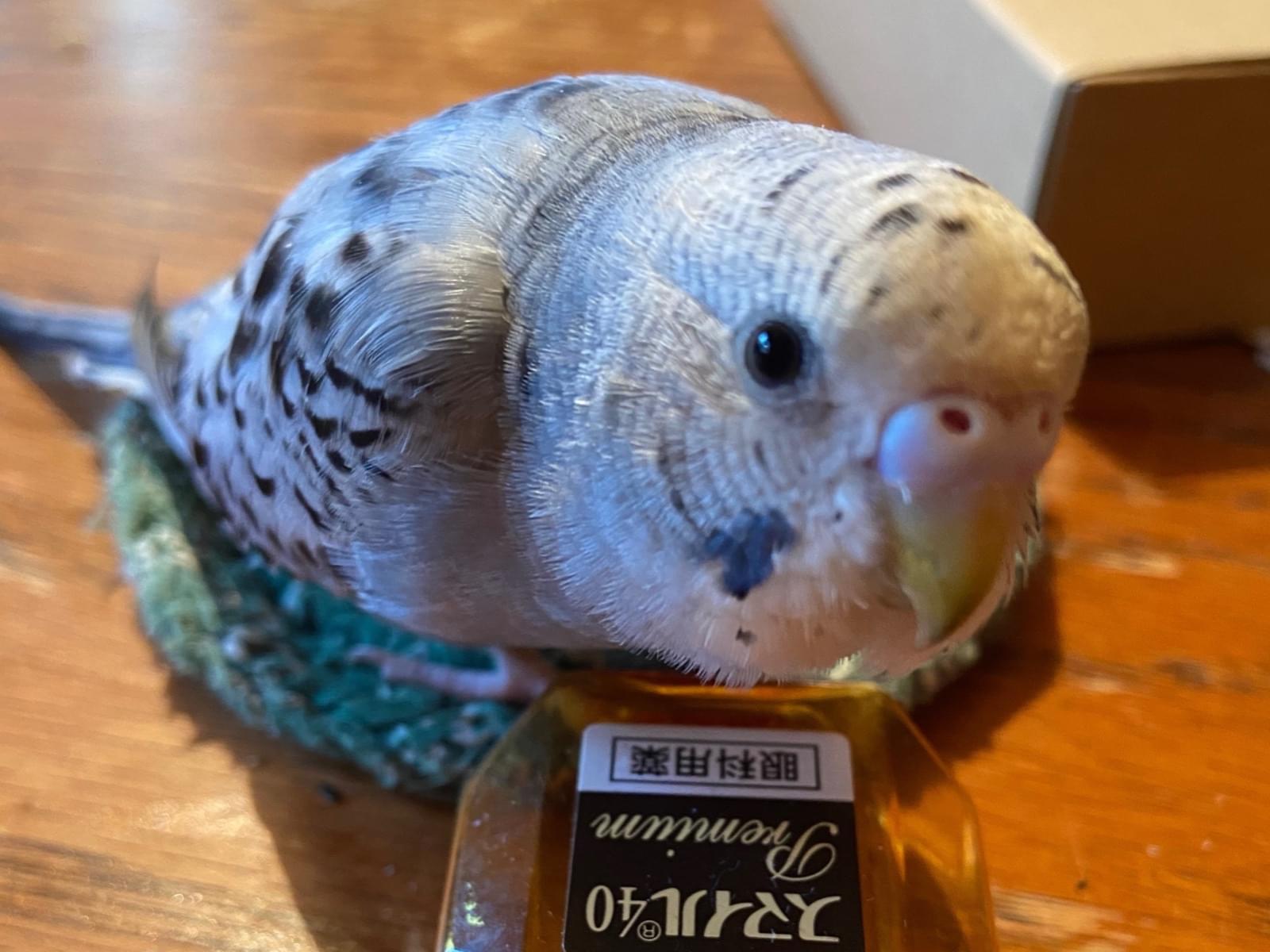 アイボちゃん アイボちゃん