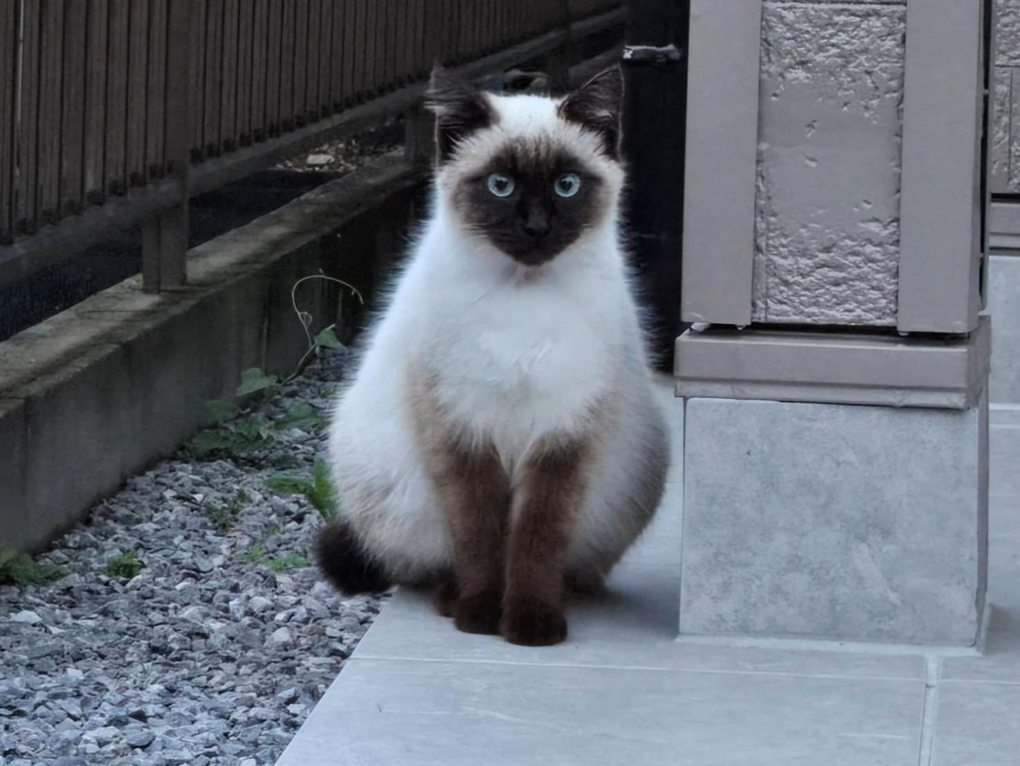 保護された猫 保護された猫