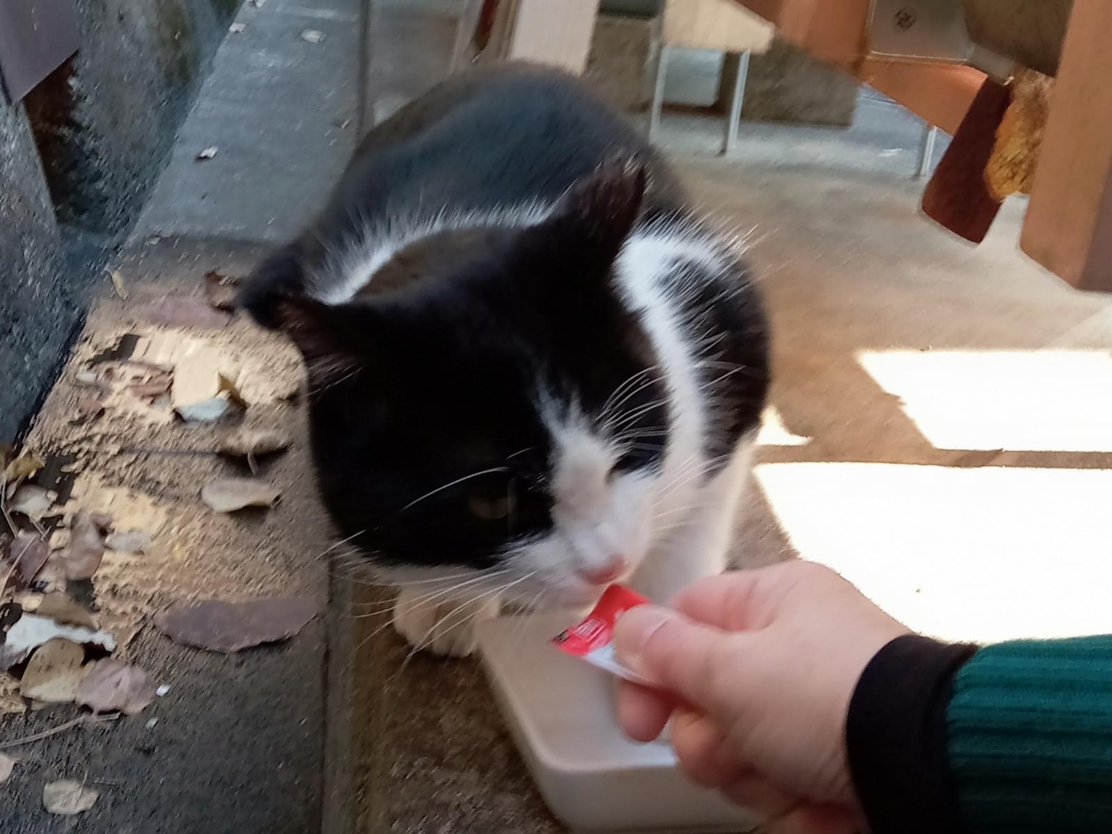 目撃された猫 目撃された猫