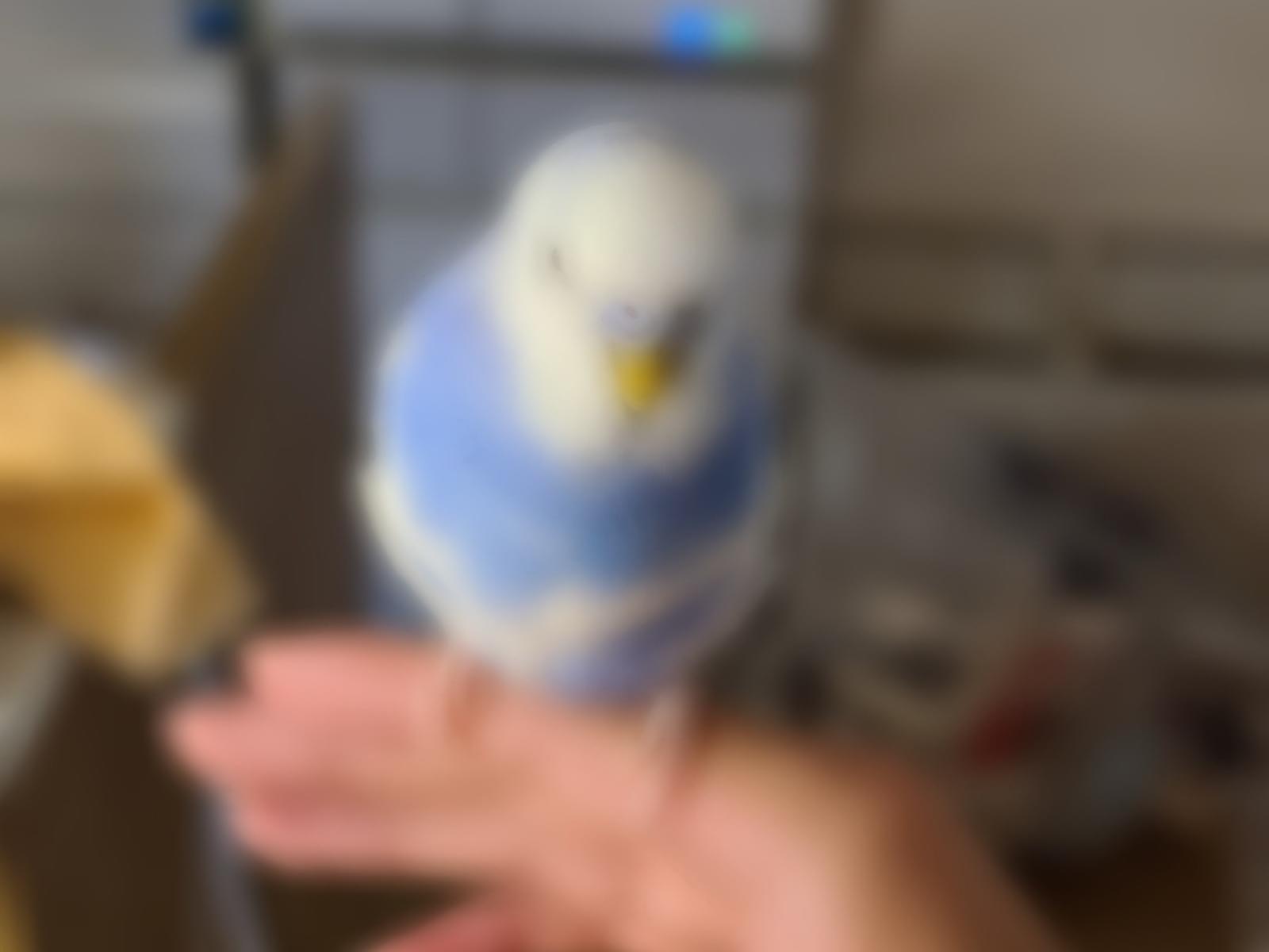保護された鳥 保護された鳥