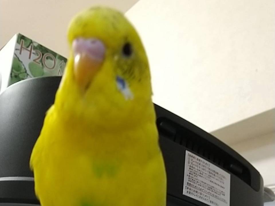 ピーちゃん ピーちゃん