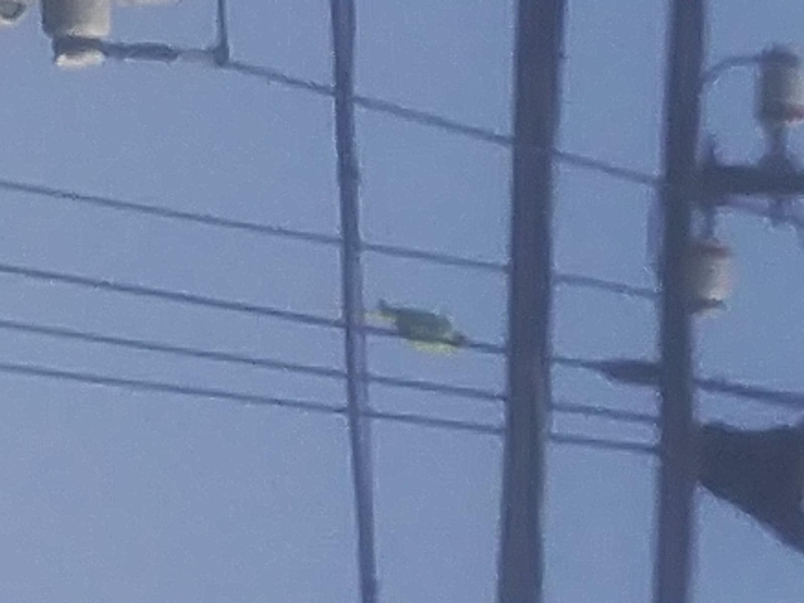目撃された鳥 目撃された鳥