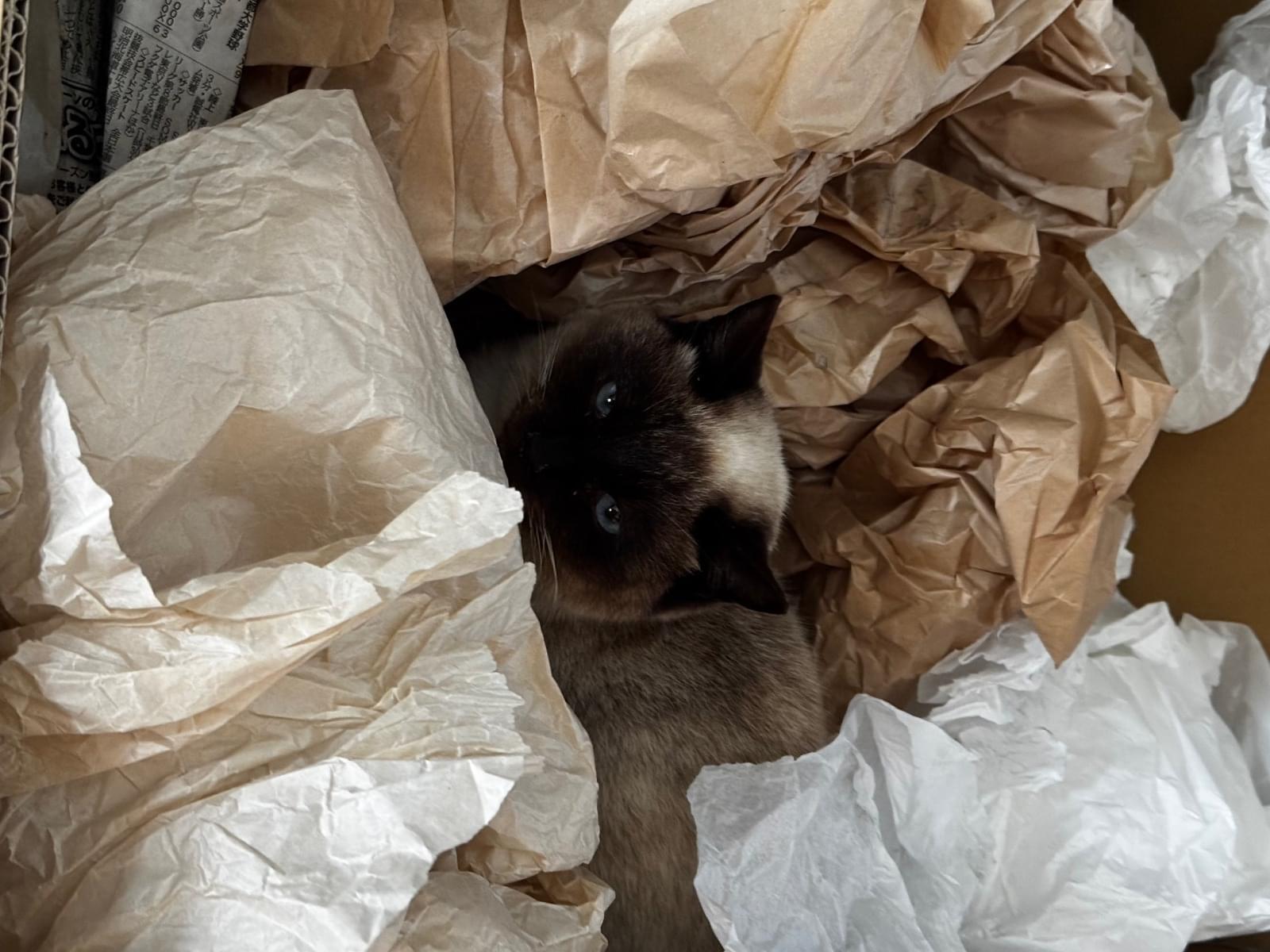 保護された猫 保護された猫