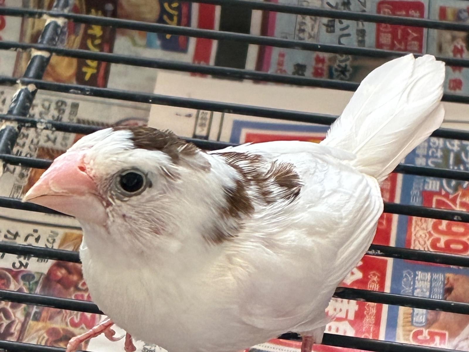 保護された鳥 保護された鳥