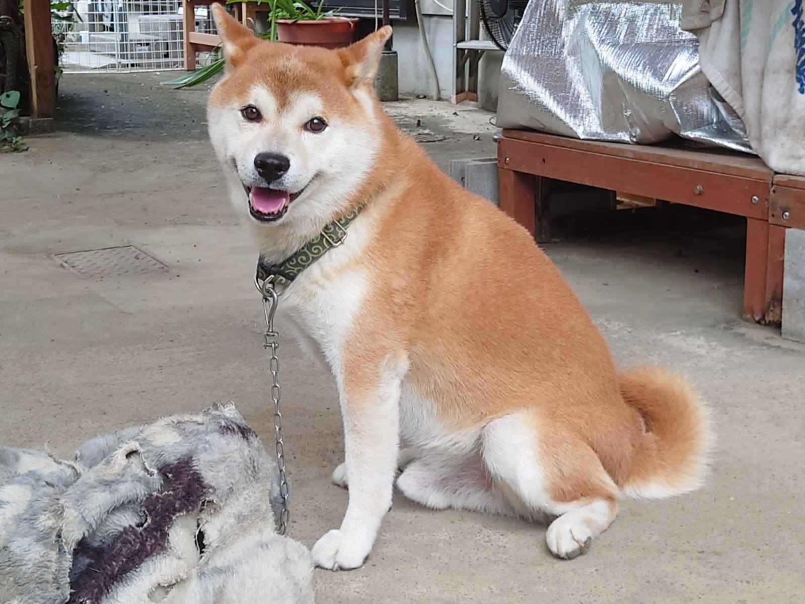 まるちゃん まるちゃん