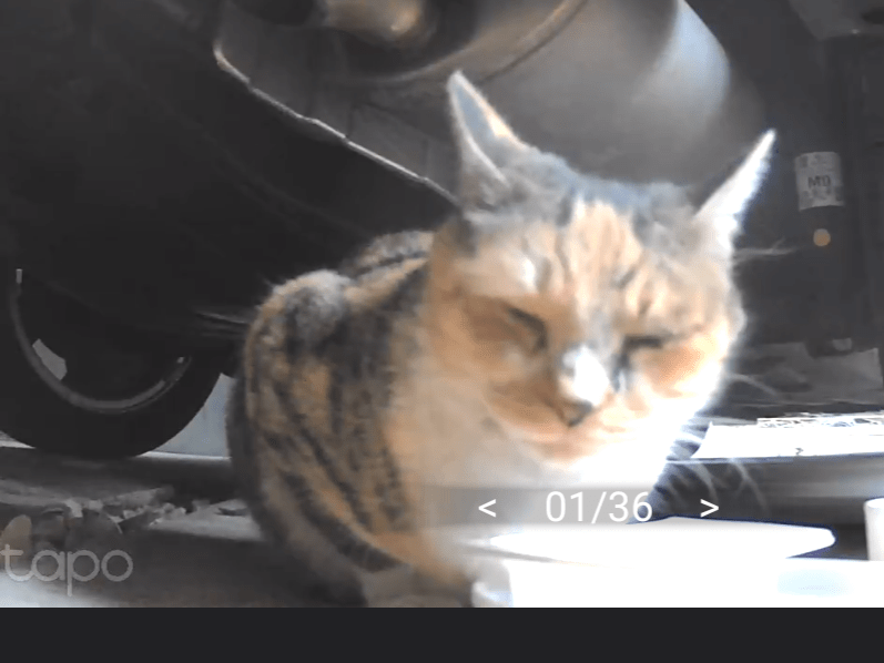 目撃された猫 目撃された猫