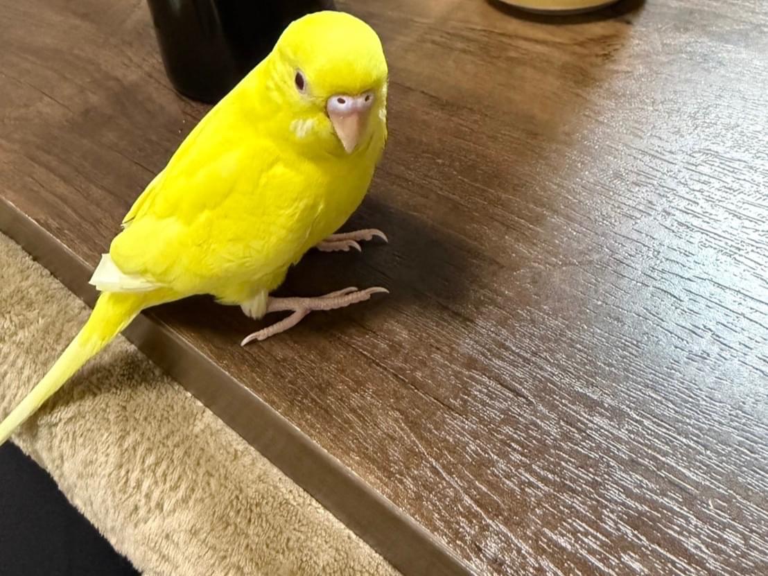 まりあちゃん まりあちゃん
