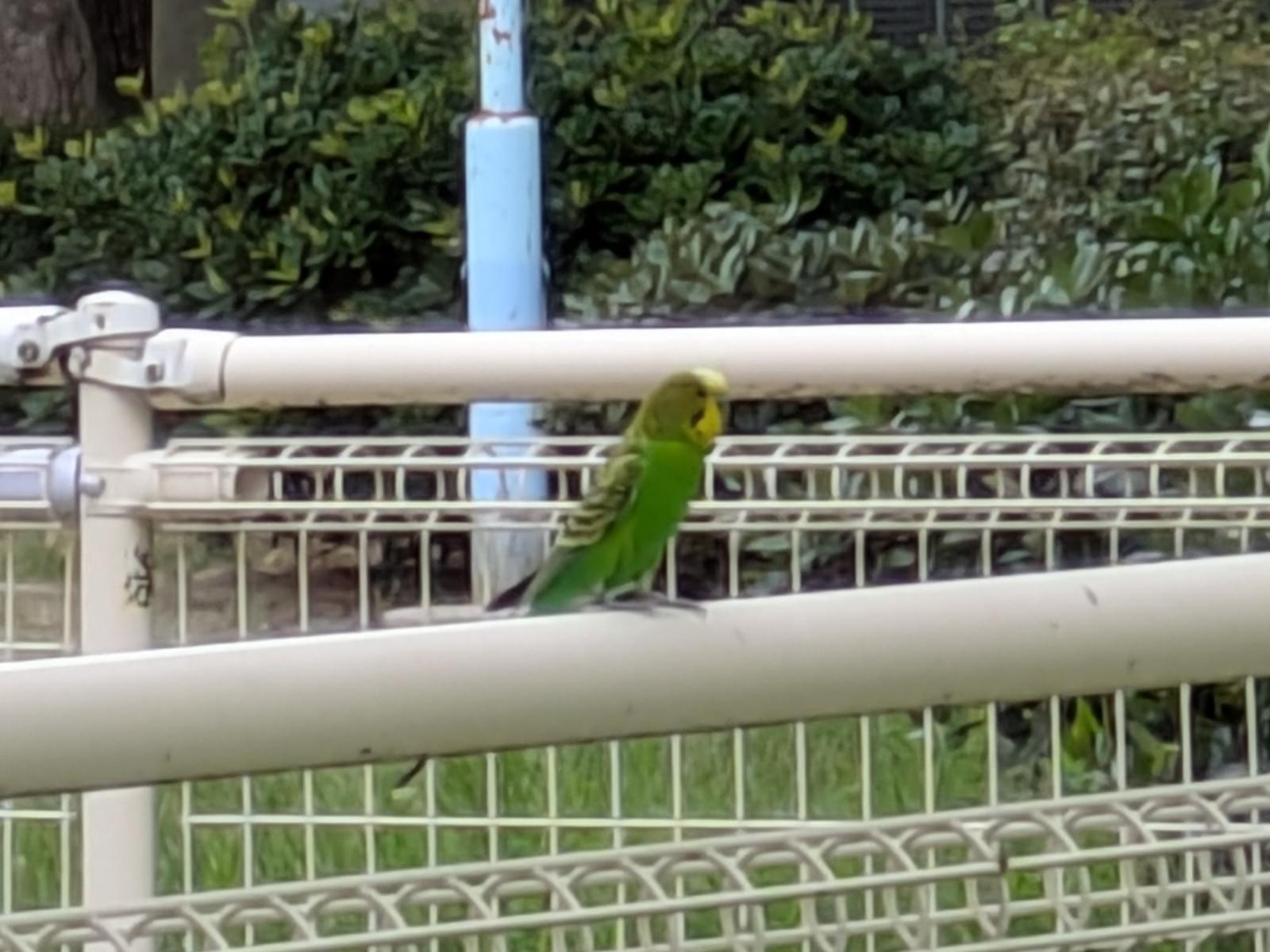 目撃された鳥 目撃された鳥