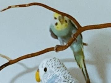あいすちゃん あいすちゃん
