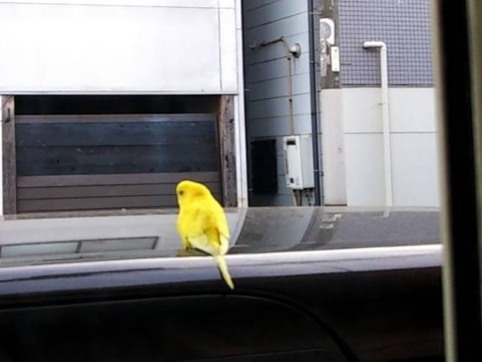 保護された鳥 保護された鳥