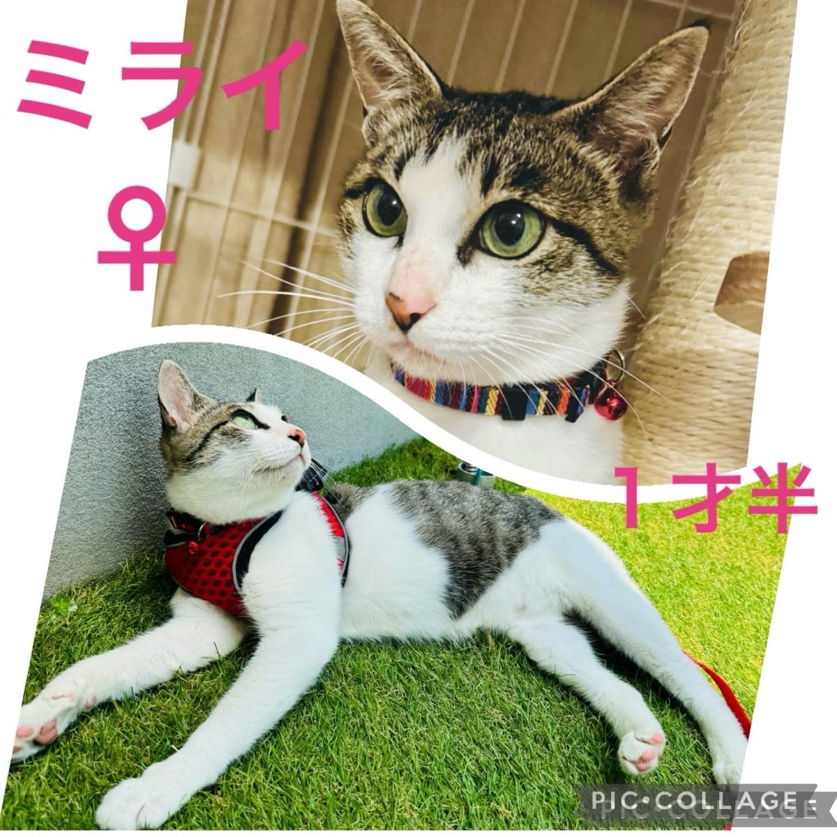 ☆【母ちゃん】虎柄　猫マスクノースリーブ2点　帽子2点☆ 青鬼のミニ面つき】トラ柄イエロー・猫用バンダナ風首輪（角カン