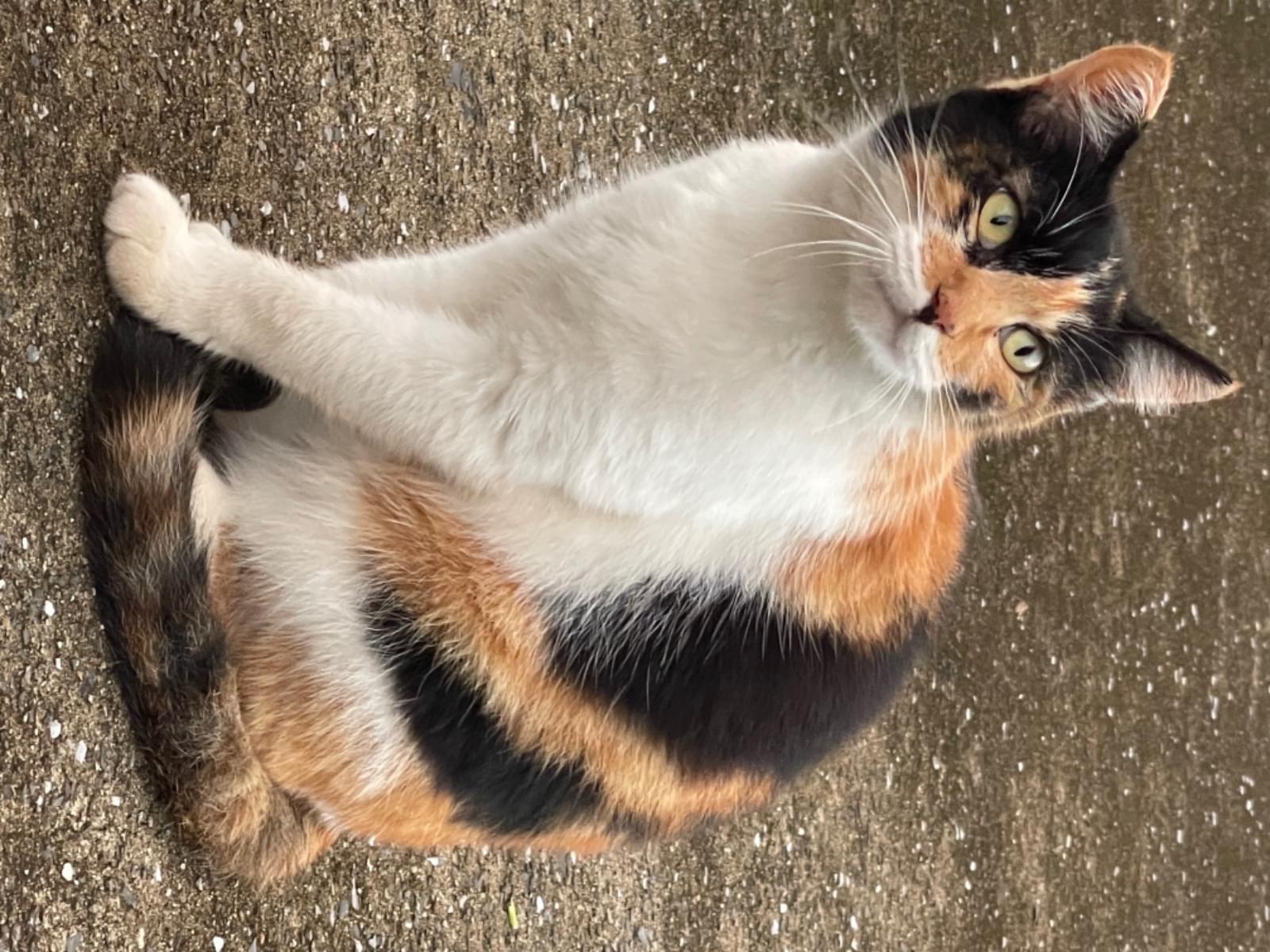 保護された猫 保護された猫
