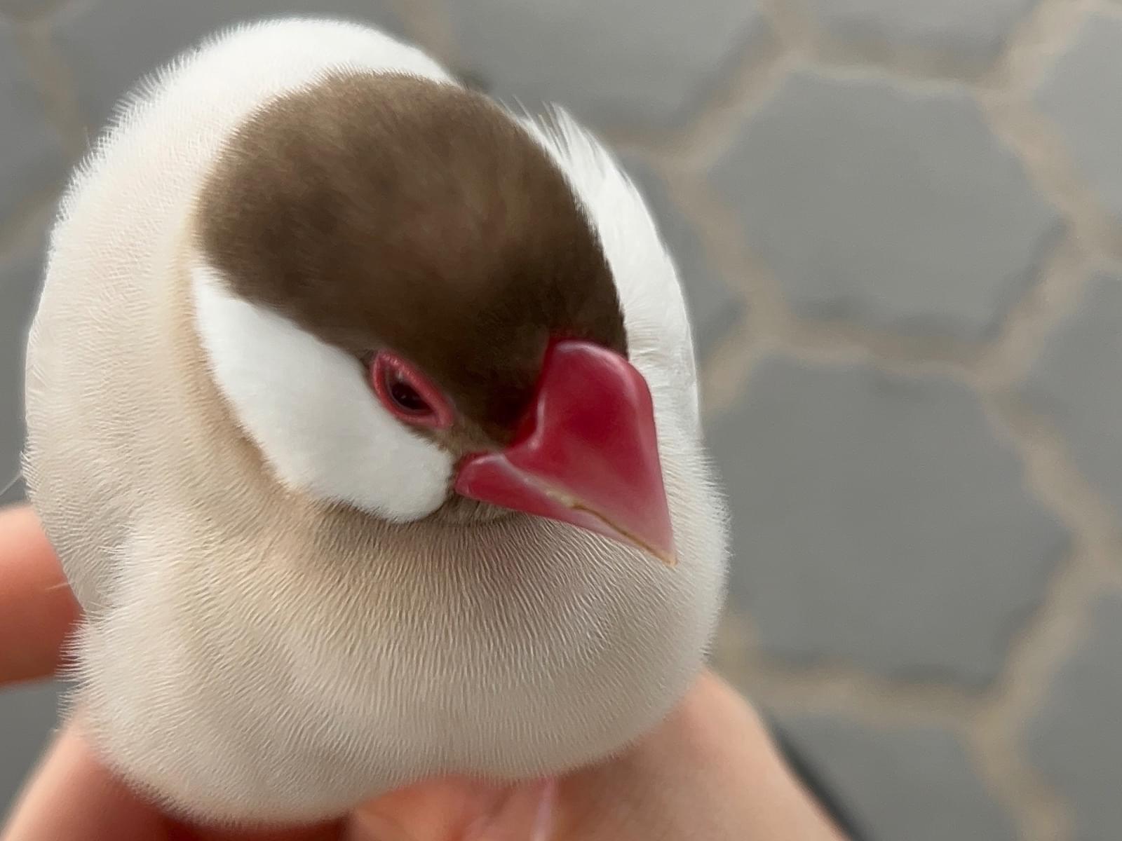 目撃された鳥 目撃された鳥