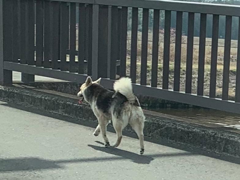 目撃された犬 目撃された犬