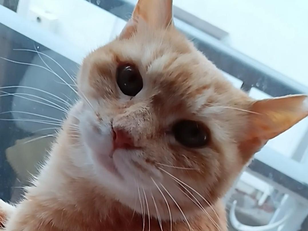 さっちゃん さっちゃん